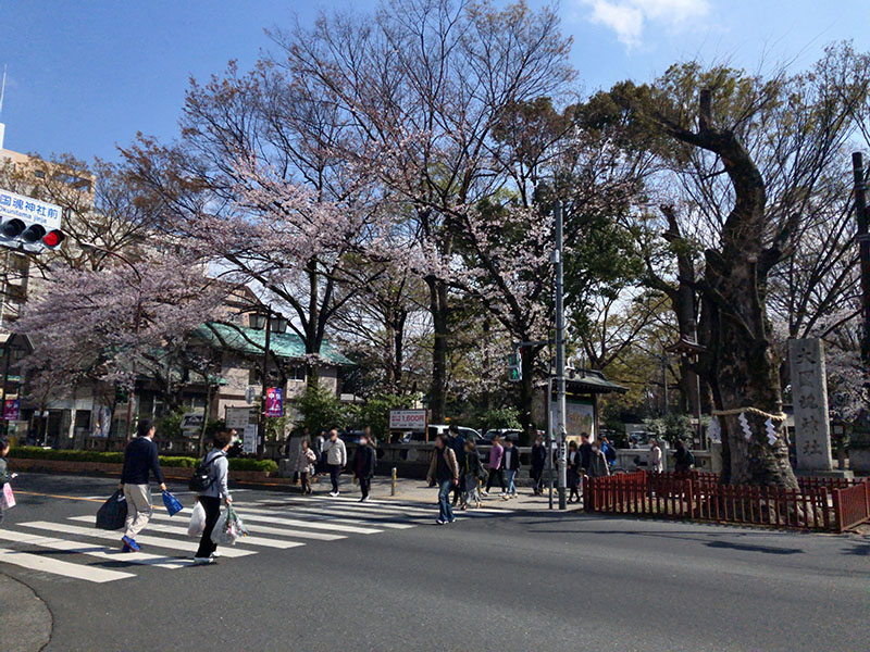府中 けやき並木から見た「大國魂神社」桜の大木